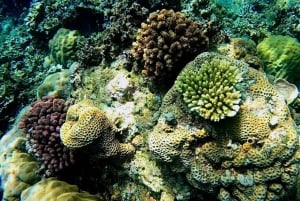 Bali: aventura de mergulho com snorkel na praia de Amed, Jemeluk e Lipah