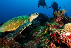 Bali, Amed: Specjalność Wreck Diver i przygoda z kajakiem