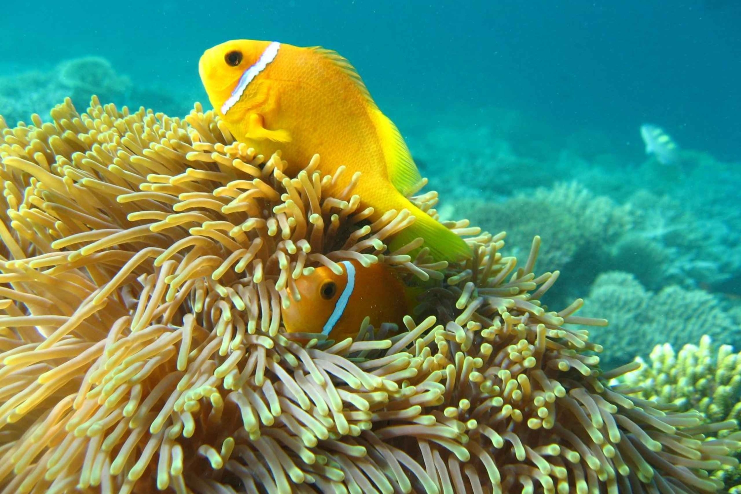 Bali, Amed snorkling, kajakk og padlebrett-tur