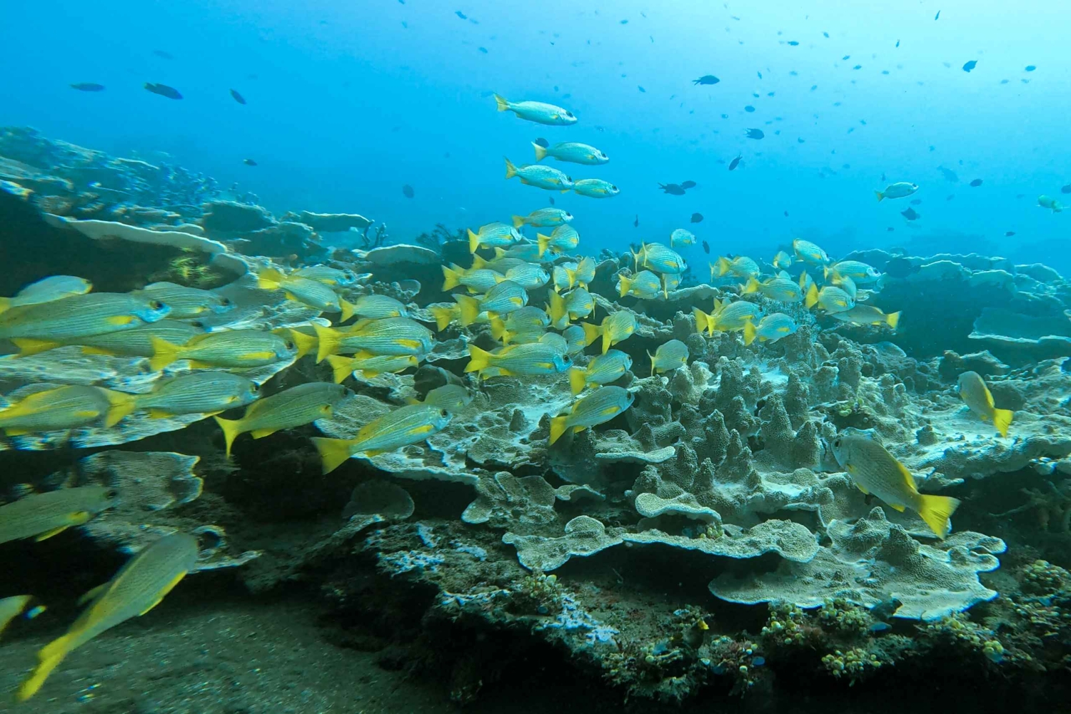 Bali, Amed snorkling, kajakk og padlebrett-tur