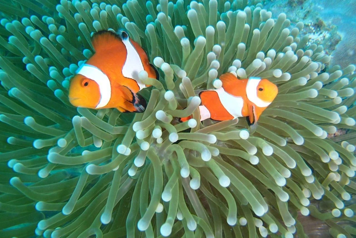 Bali, Amed snorkling, kajakk og padlebrett-tur