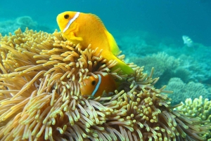 Bali, Amed snorkling, kajakk og padlebrett-tur