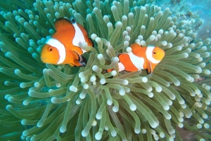 Bali, Amed snorkling, kajakk og padlebrett-tur