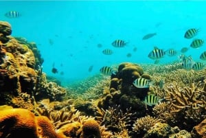 Bali/Amed: Snorkelen onder water tempels