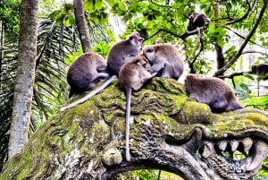 Bali: ATV, kaffeplantage, tempel og abeskov