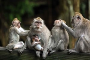 Bali: ATV, Water Rafting, and Monkey Forest Tour