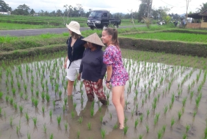 Bali: Autentisk byvandring med lokal lunch