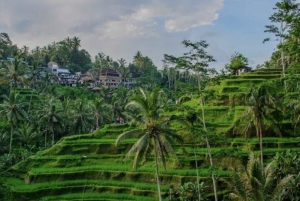 Bali: Bali Swing, apeskog, risterrasse, fossefall