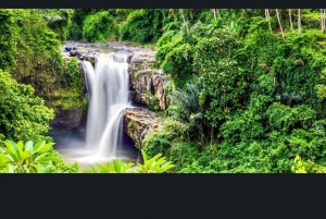 Bali: Bali Swing, apeskog, risterrasse, fossefall