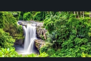 Bali: Bali Swing, Affenwald, Reisterrasse, Wasserfall