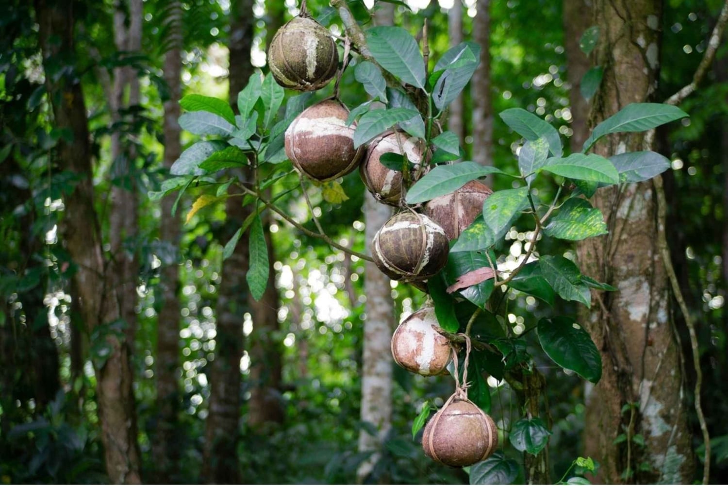 Bali/Batur: Mystical & Burial Rituals Tour with Kehen Temple