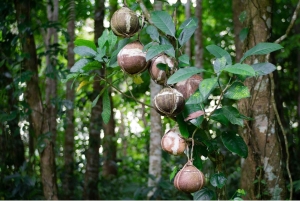 Bali/Batur: Mystical & Burial Rituals Tour with Kehen Temple