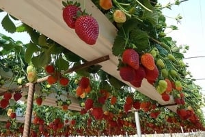 Bali: Bedugul Garden Strawberry Picking Experience