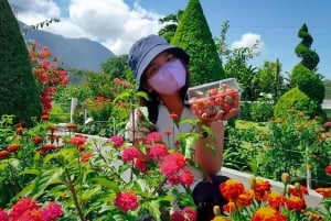 Bali: Bedugul Garden Strawberry Picking Experience