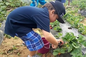 Bali: Bedugul Garden Strawberry Picking Experience