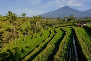 Bali: Bedugul, Jatiluwih, Taman ayun, Tanah lot private tour