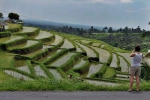 Bali: Bedugul, Jatiluwih, Taman ayun, Tanah lot private tour