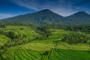 Bali : Bedugul, Jatiluwih, Taman ayun, Tanah lot visite privée