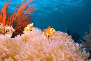 Bali Benoa: Lembongan Rif & Wateractiviteiten Dagcruise