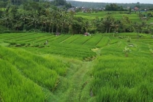 Bali: Beratan Temple, Jatiluwih, & Handara Heaven Gate Tour
