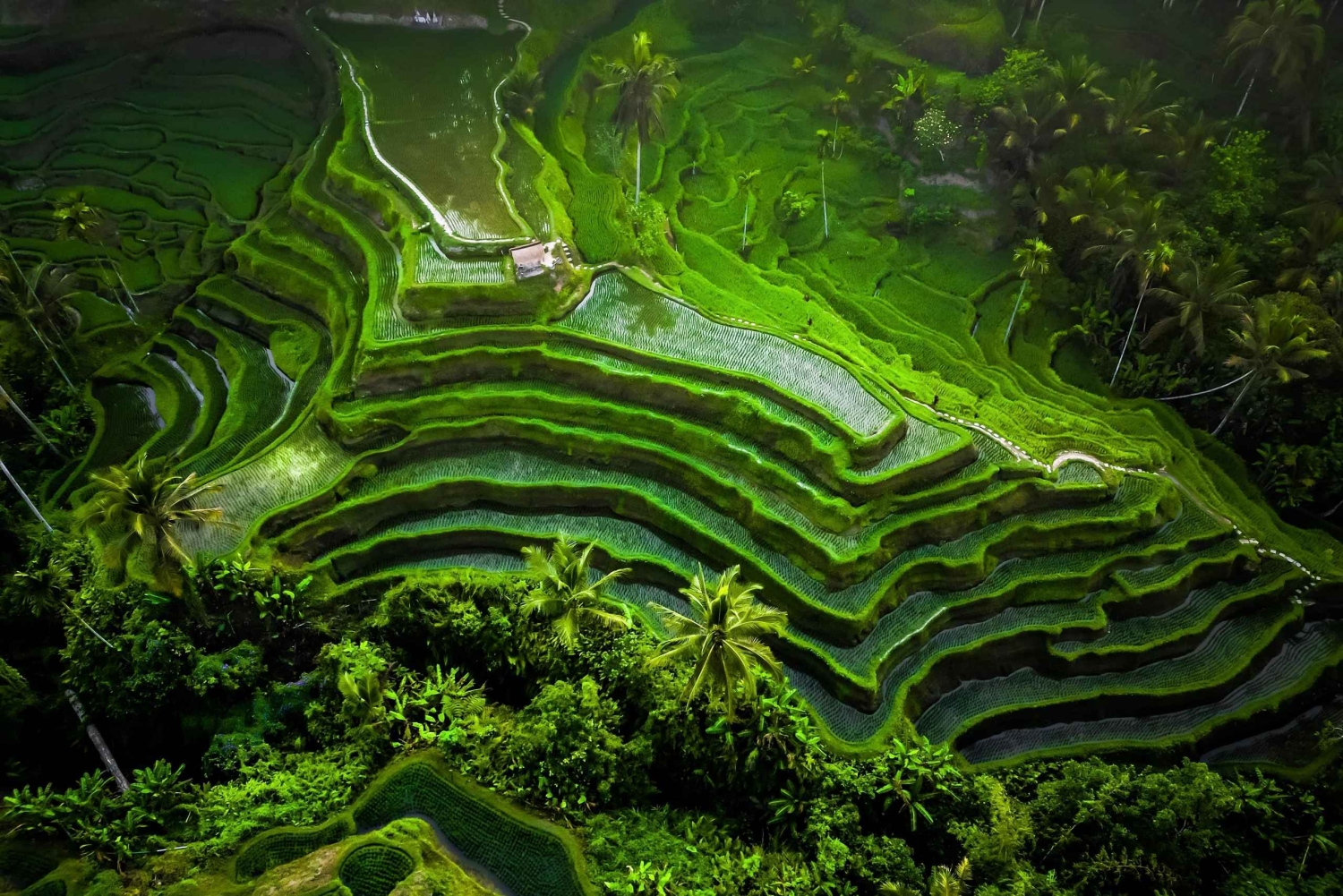 Bali: Besakih Great Temple Tour with Waterfal & Rice Terrace