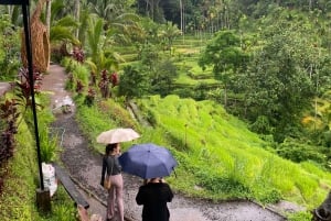 Ubud: Affenwald, Reisterrasse, Tempel und versteckter Wasserfall