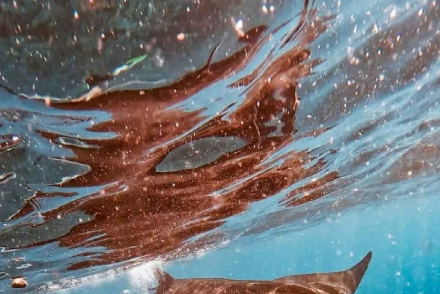 Bali : Best Trip of Nusapenida Island in one day