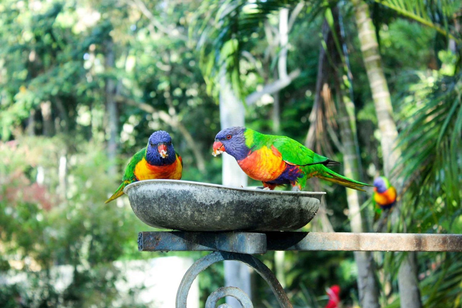 Parc ornithologique de Bali : billet 1 jour