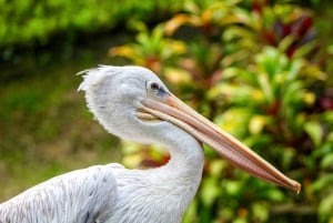 Bali Bird Park: ingresso de 1 dia