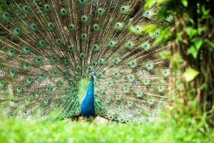 Parc ornithologique de Bali : billet 1 jour