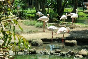 Bali Bird Park: bilet wstępu na 1 dzień