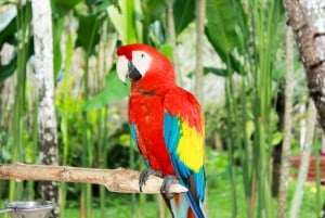Bali Bird Park: 1 päivän pääsylippu
