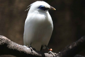 Bali Bird Park: ticket de entrada de 1 día