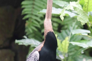 Bali Bird Park: ticket de entrada de 1 día