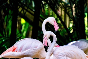 Билет на 1 день в парк птиц Бали