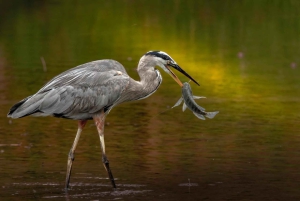 Bali: Bird-Watching Walk & Jungle Zipline Adventure
