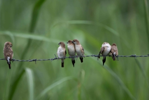 Bali: Bird-Watching Walk & Jungle Zipline Adventure