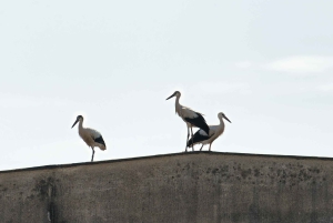 Bali: Bird-Watching Walk & Jungle Zipline Adventure