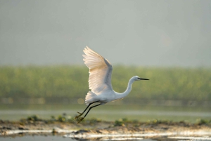Bali: Bird-Watching Walk & Jungle Zipline Adventure