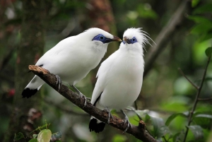 Bali: Bird-Watching Walk & Jungle Zipline Adventure