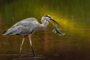 Bali: Bird-Watching Walk & Jungle Zipline Adventure