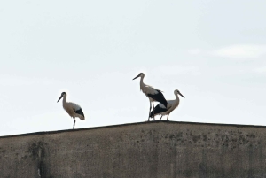 Bali: Bird-Watching Walk & Jungle Zipline Adventure