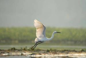 Bali: Bird-Watching Walk & Jungle Zipline Adventure