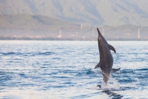 Bali Bliss: Dolphin Lovina Private Expedition