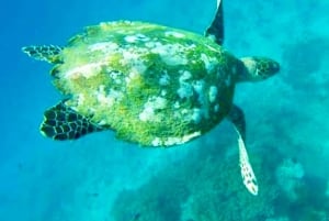 Bali: Blue Lagoon en Tanjung Jepun snorkelen met lunch