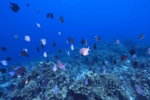 Bali Blaue Lagune Schnorcheln und Wasserfall Tour