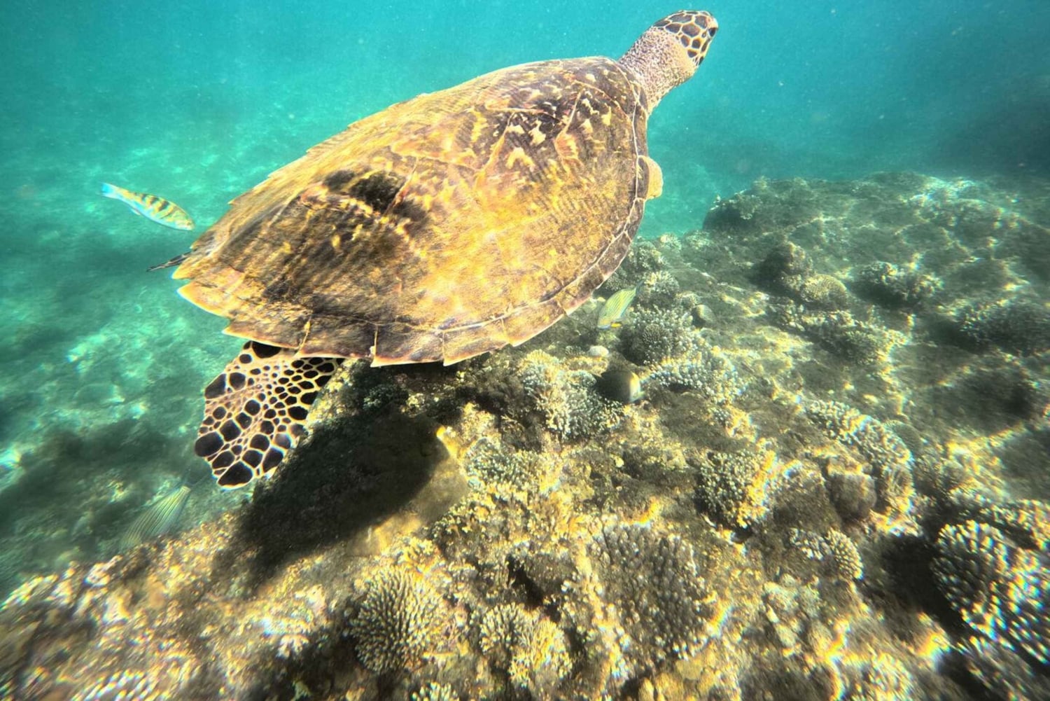 Bali: Blue Lagoon Snorkeling, Waterfall, and Plantation