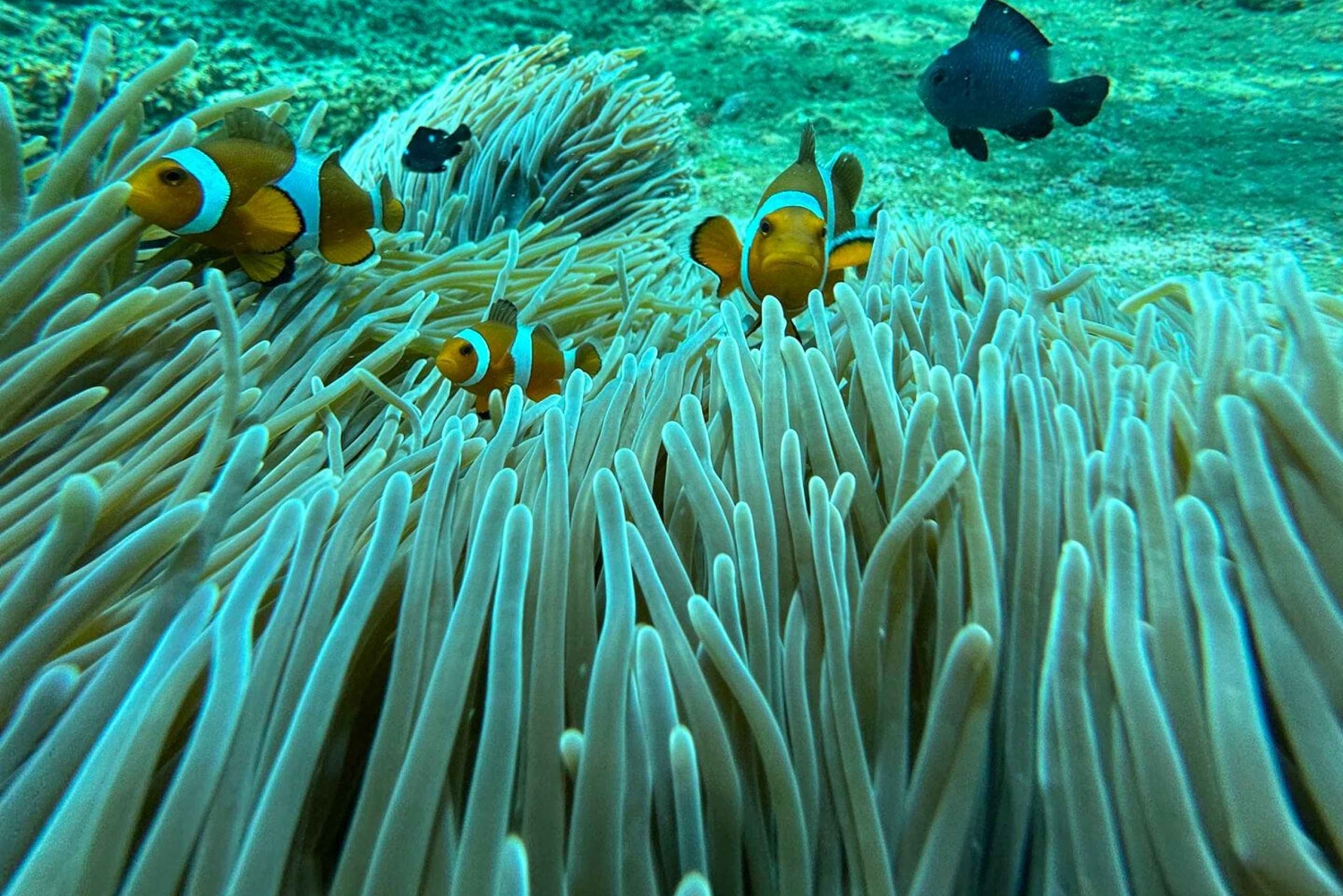 Bali: Blue Lagoon Snorkeling, Waterfall, and Plantation