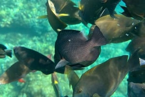 Bali: nurkowanie z rurką w Blue Lagoon, wodospad i plantacja