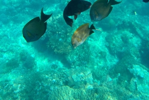 Bali: Blue Lagoon Snorkeling, Waterfall, and Plantation